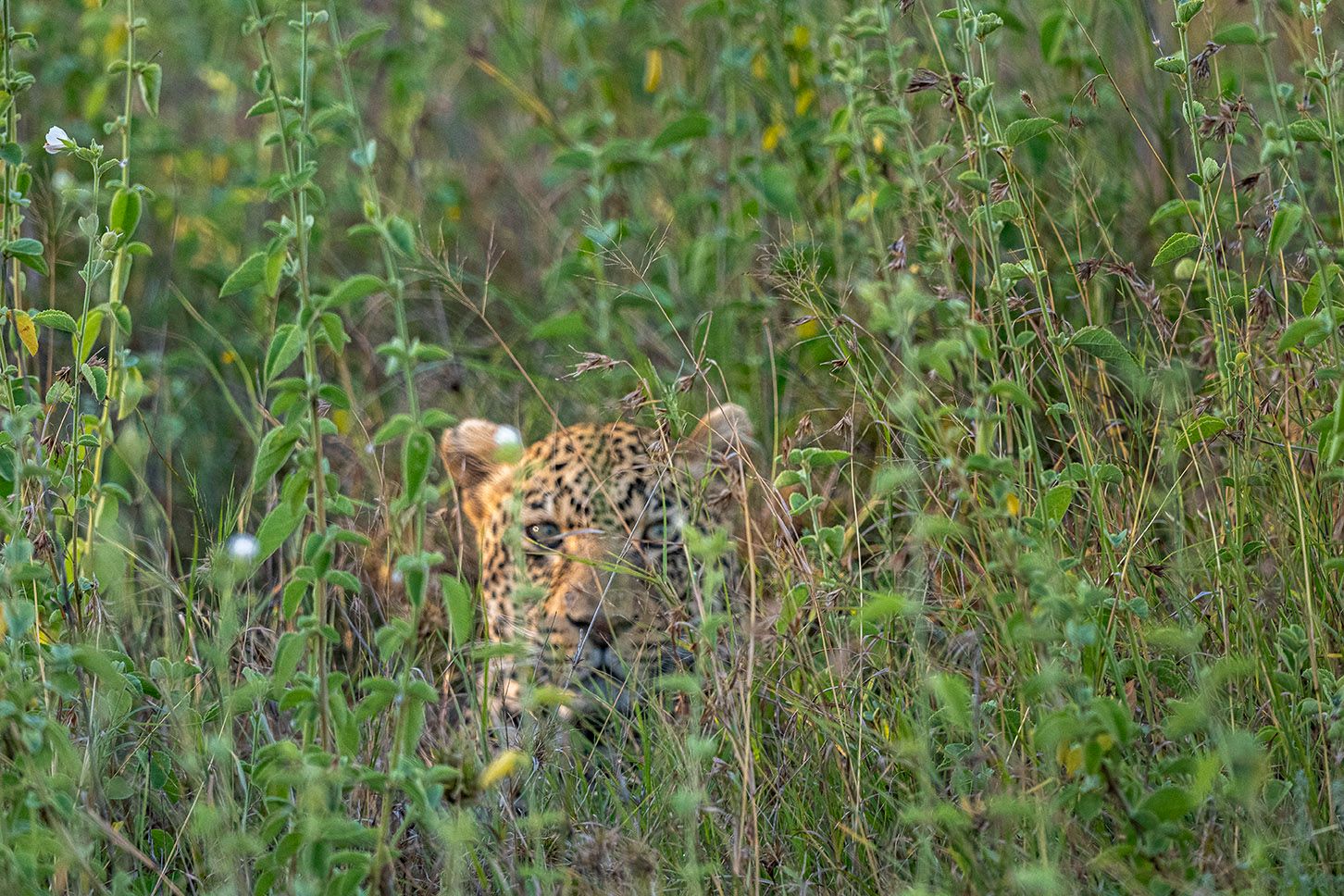 A leopard peering out from cover in the Serengeti