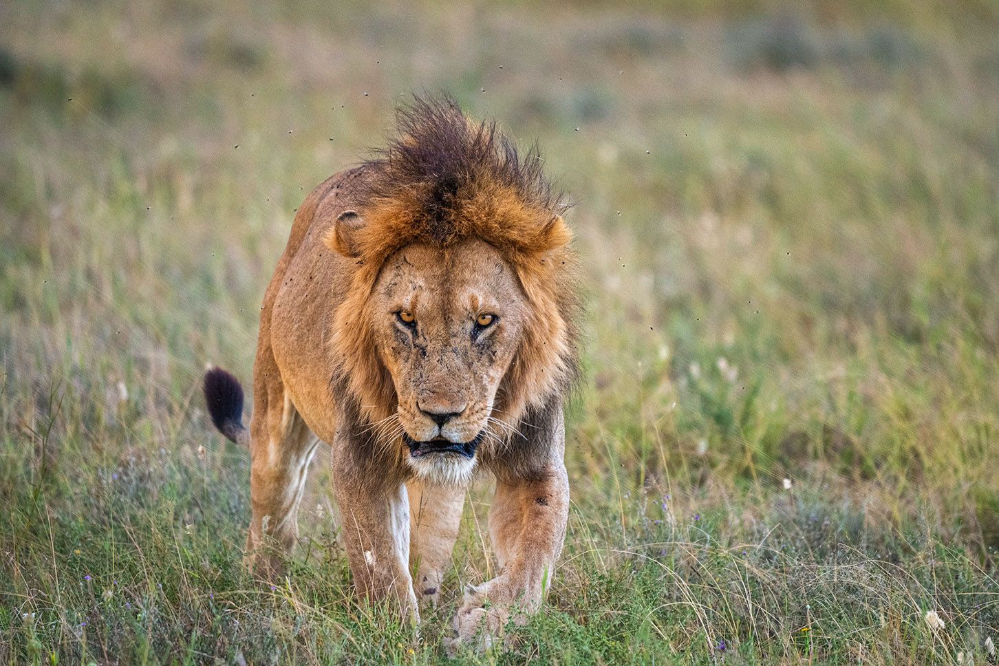 A lion resting in the Serengeti