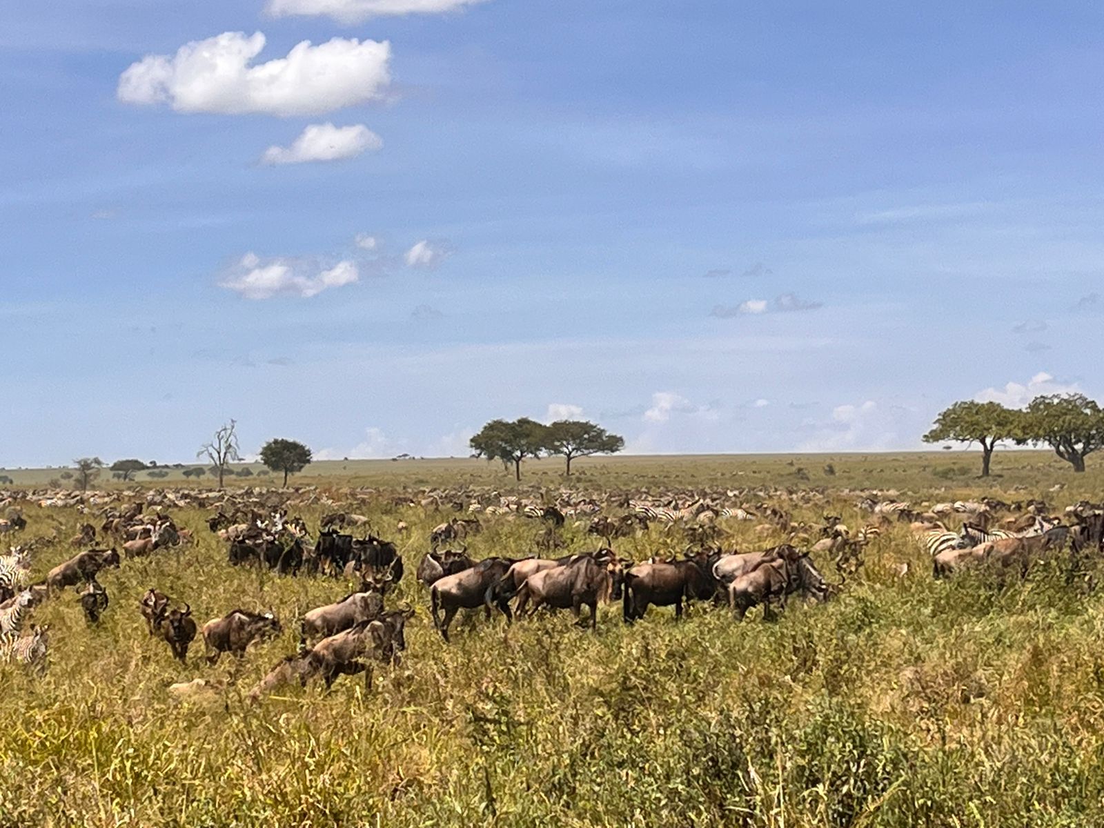 Wildebeest migration herds spread across the central Serengeti