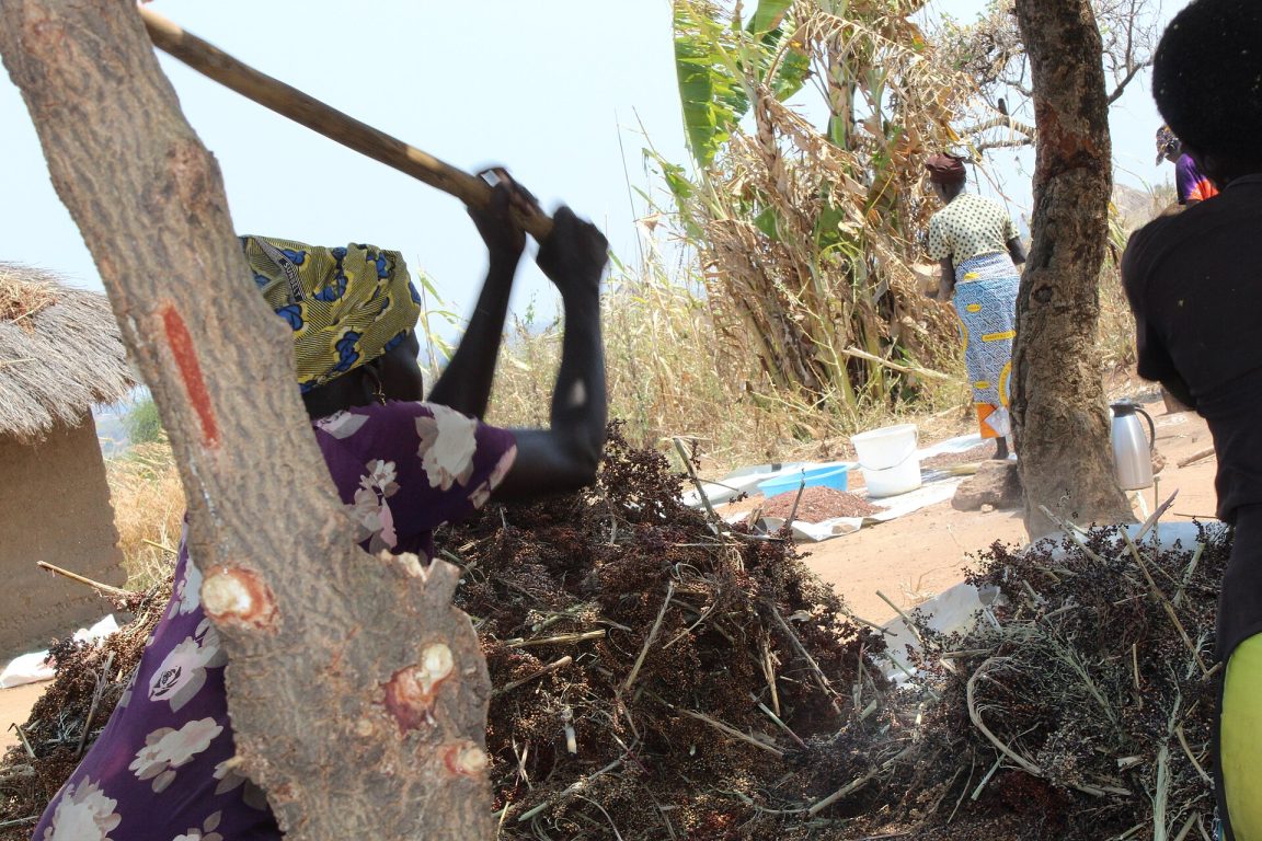 A woman preparing sorghum grain