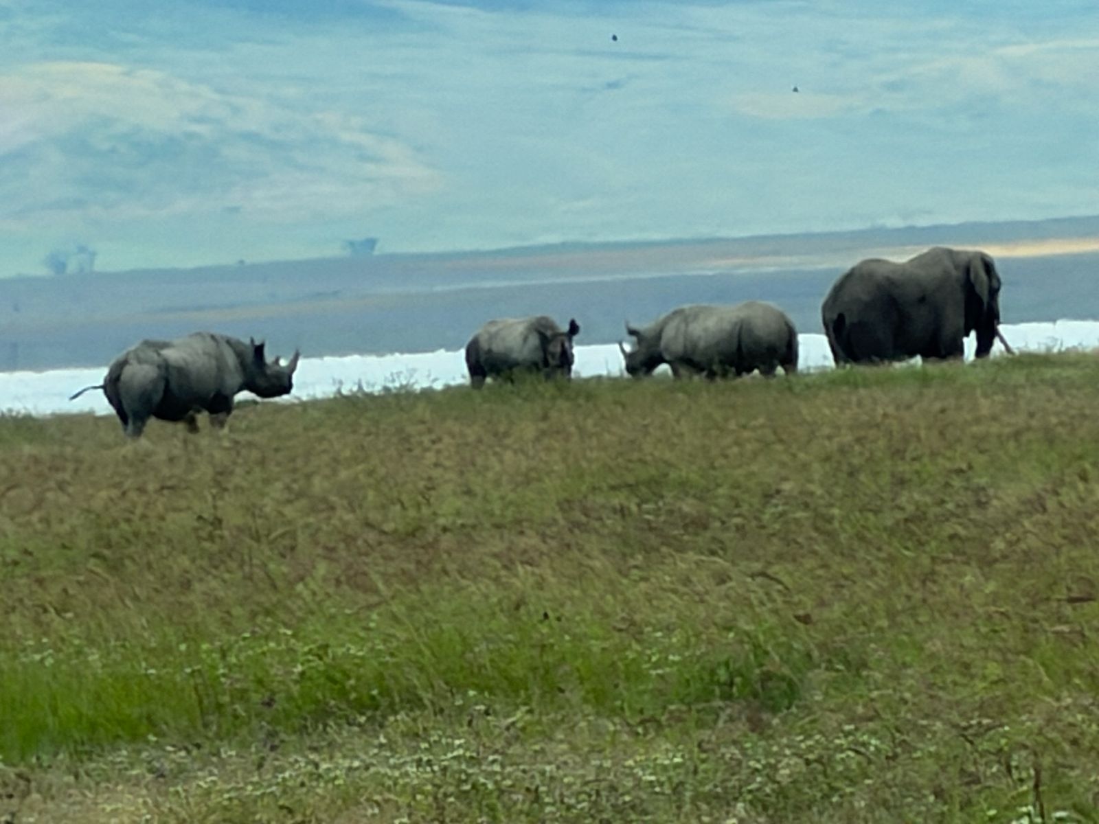 Rhinos and an elephant on the floor of the Ngorongoro Crater