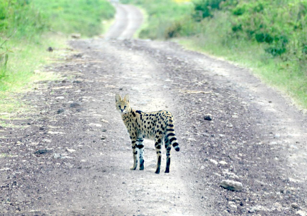 A serval walking through the grass in the Ngorongoro Crater