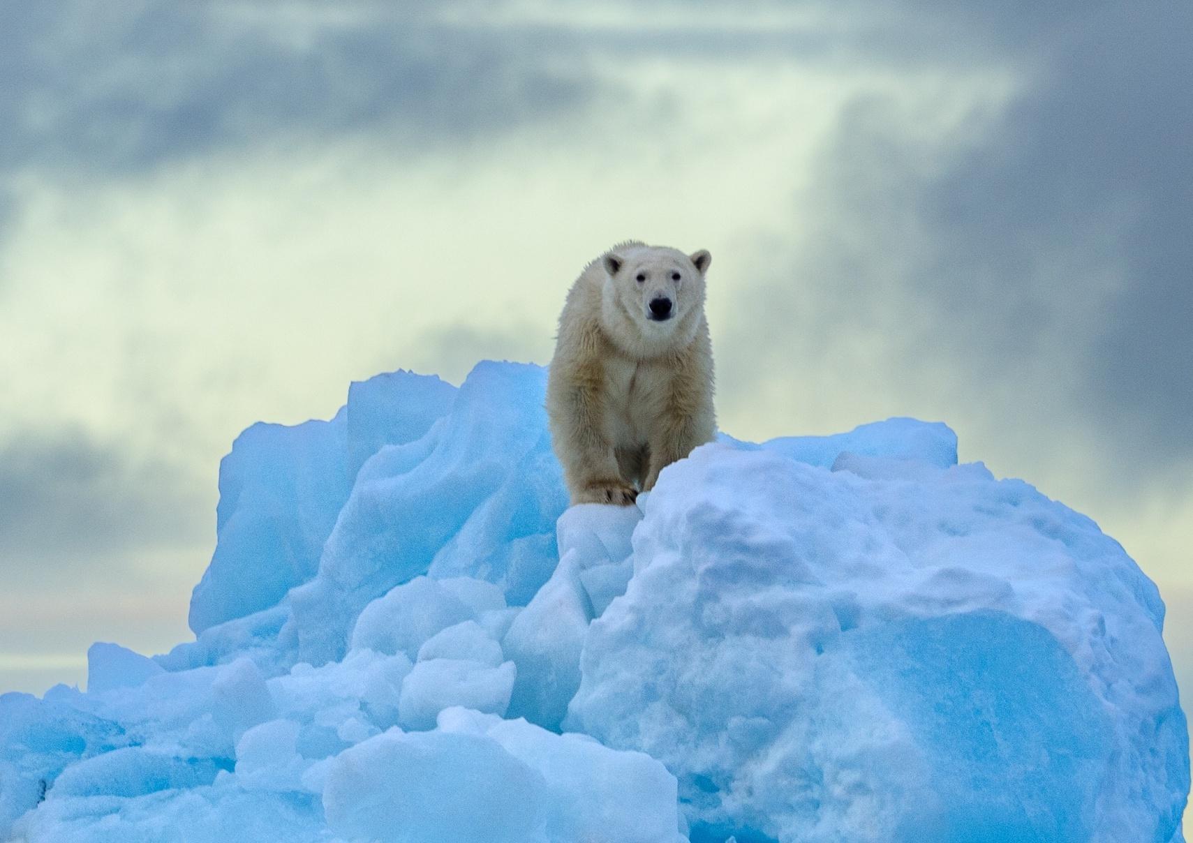 Svalbard Polar Bear Expedition 2027