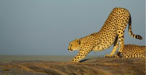 Our Freewheeling Safari Through Tanzania – May 2027