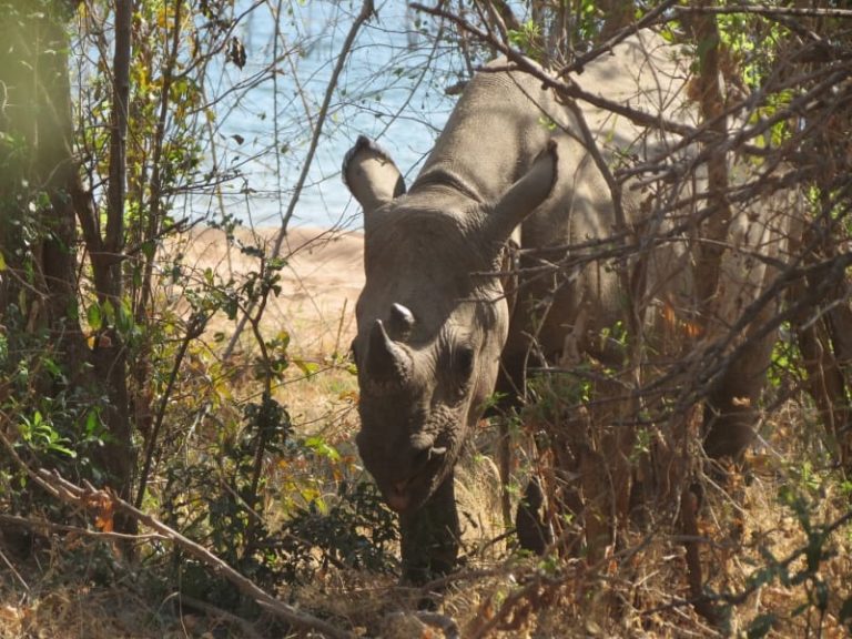 Rhino at the rhino safari camp
